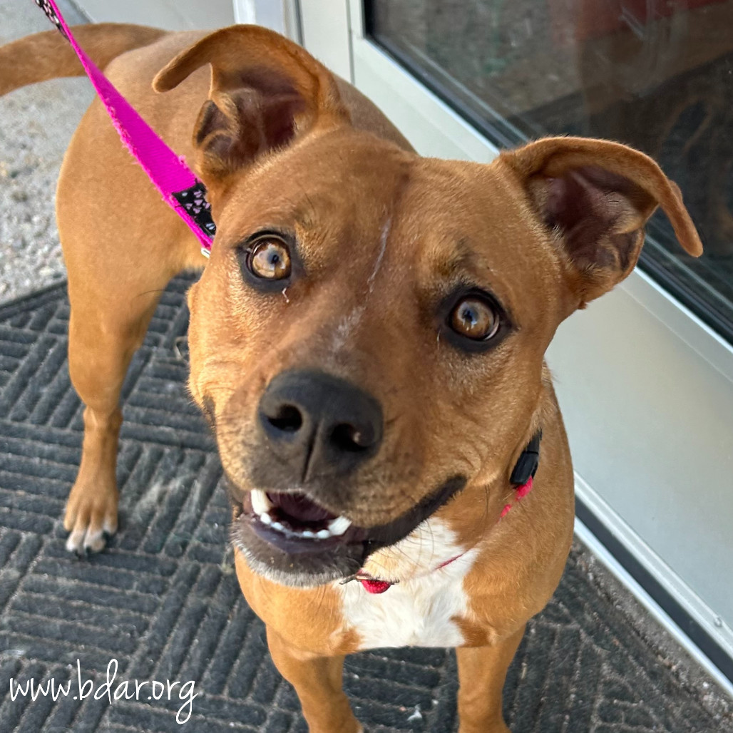 Horchata, an adoptable Pit Bull Terrier, Mixed Breed in Cheyenne, WY, 82009 | Photo Image 1