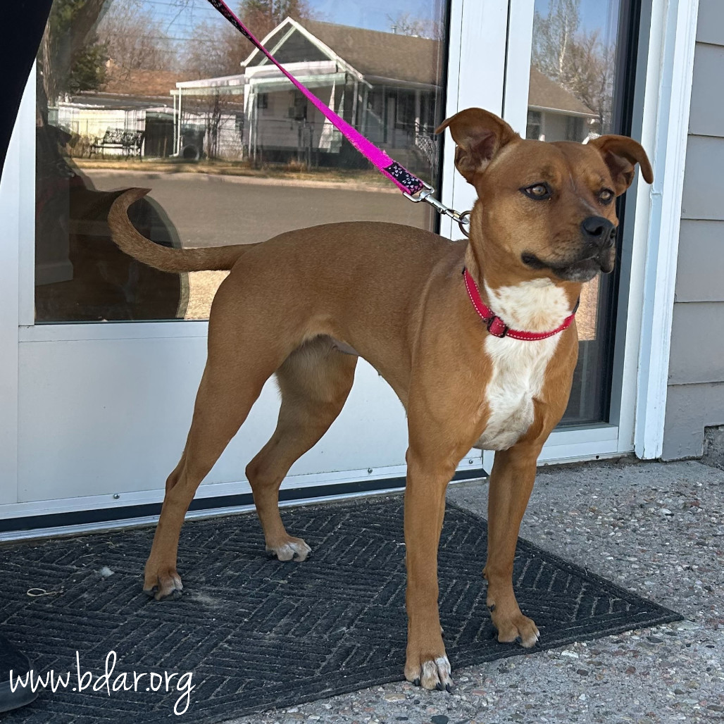 Horchata, an adoptable Pit Bull Terrier, Mixed Breed in Cheyenne, WY, 82009 | Photo Image 3