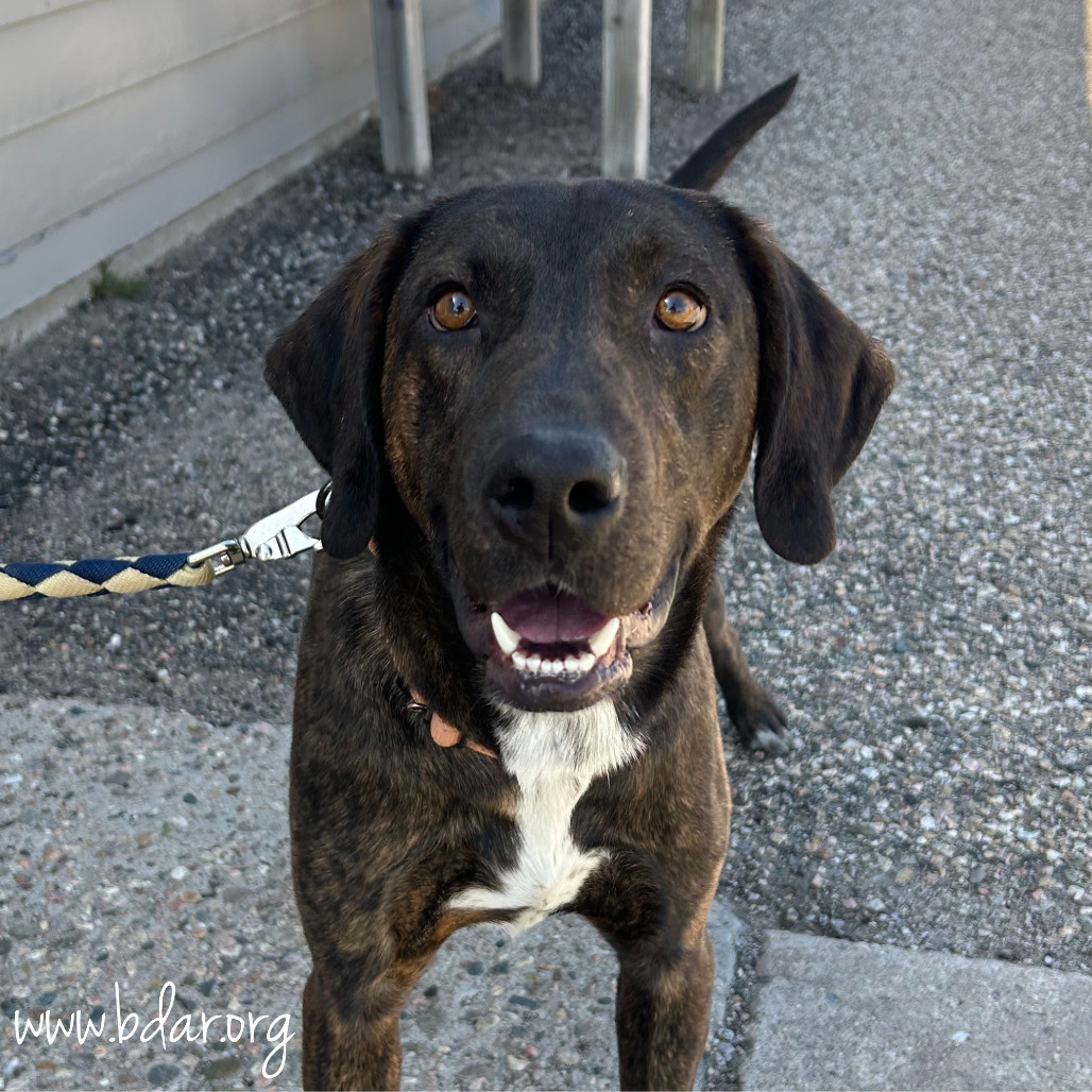 Rusty, an adoptable Plott Hound, Mixed Breed in Cheyenne, WY, 82009 | Photo Image 1