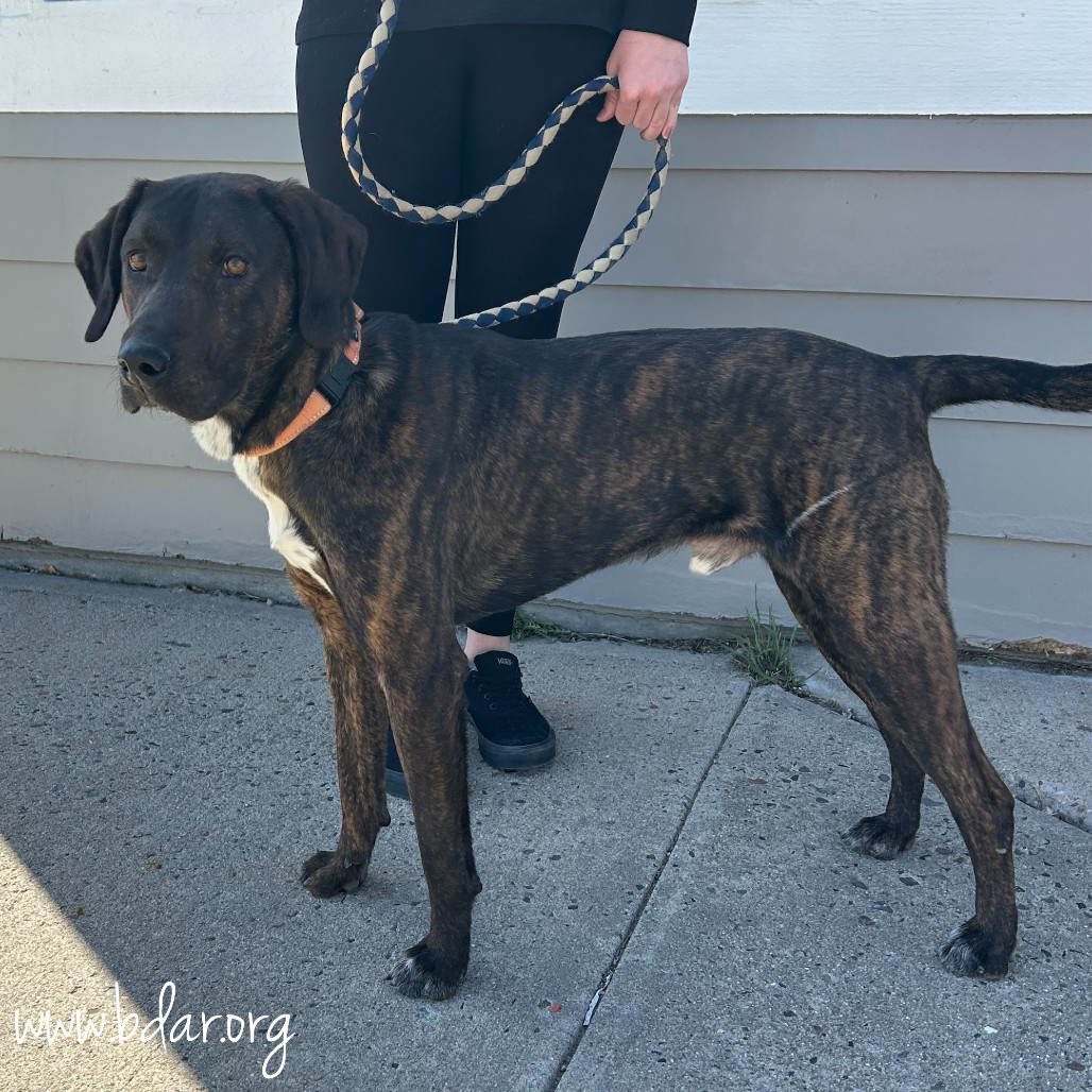 Rusty, an adoptable Plott Hound, Mixed Breed in Cheyenne, WY, 82009 | Photo Image 2