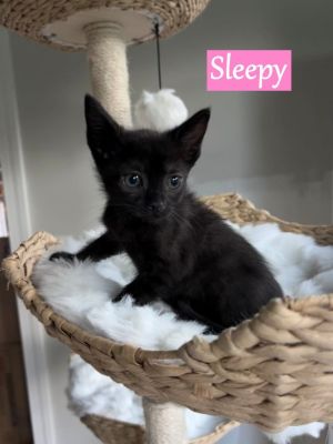 Sleepy, Baby Female Domestic Medium Hair
