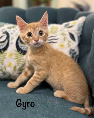 Gyroscope Tiger (Gyro), Baby Male Domestic Short Hair