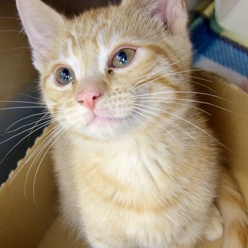 Colby Jack
