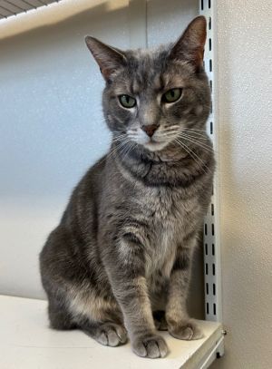 Charlie, Adult Male Domestic Short Hair