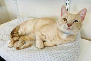 Toast, Young Male Domestic Short Hair