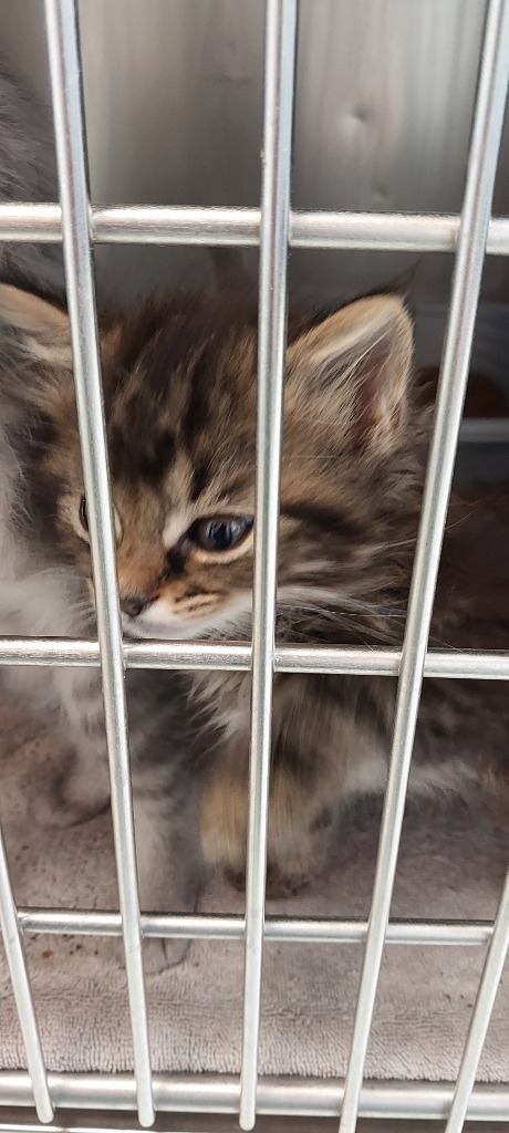 Lola Kitten 1(Avery)