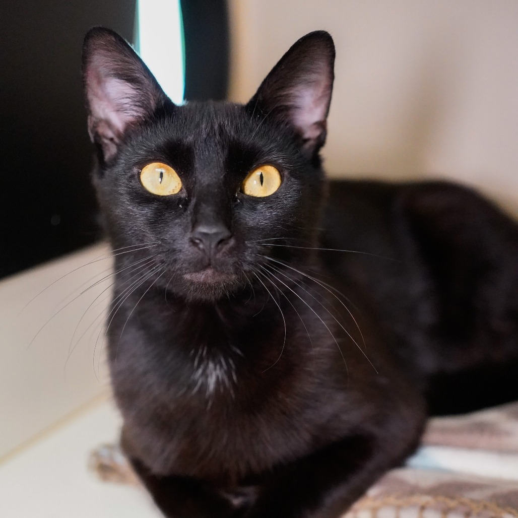 Ink, an adoptable Domestic Short Hair in Thomaston, ME, 04861 | Photo Image 1