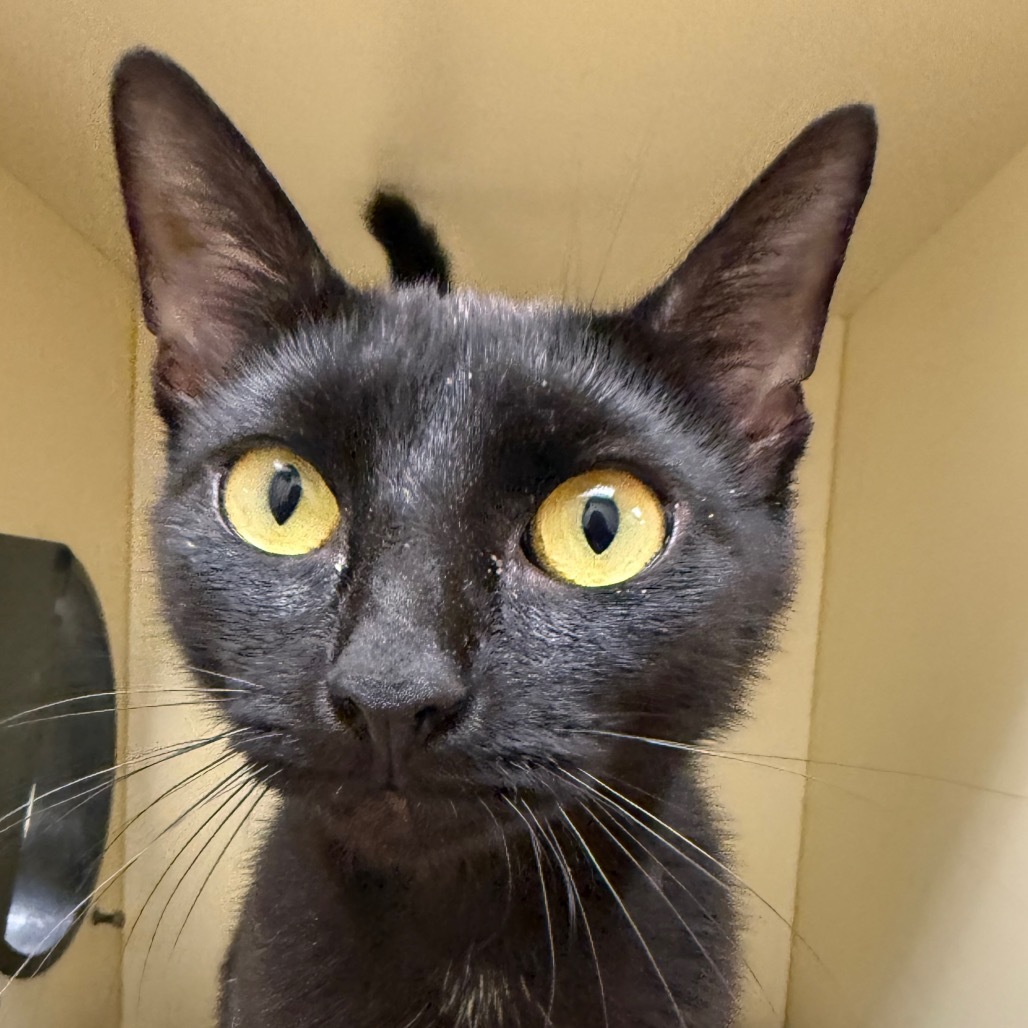 Ink, an adoptable Domestic Short Hair in Thomaston, ME, 04861 | Photo Image 2