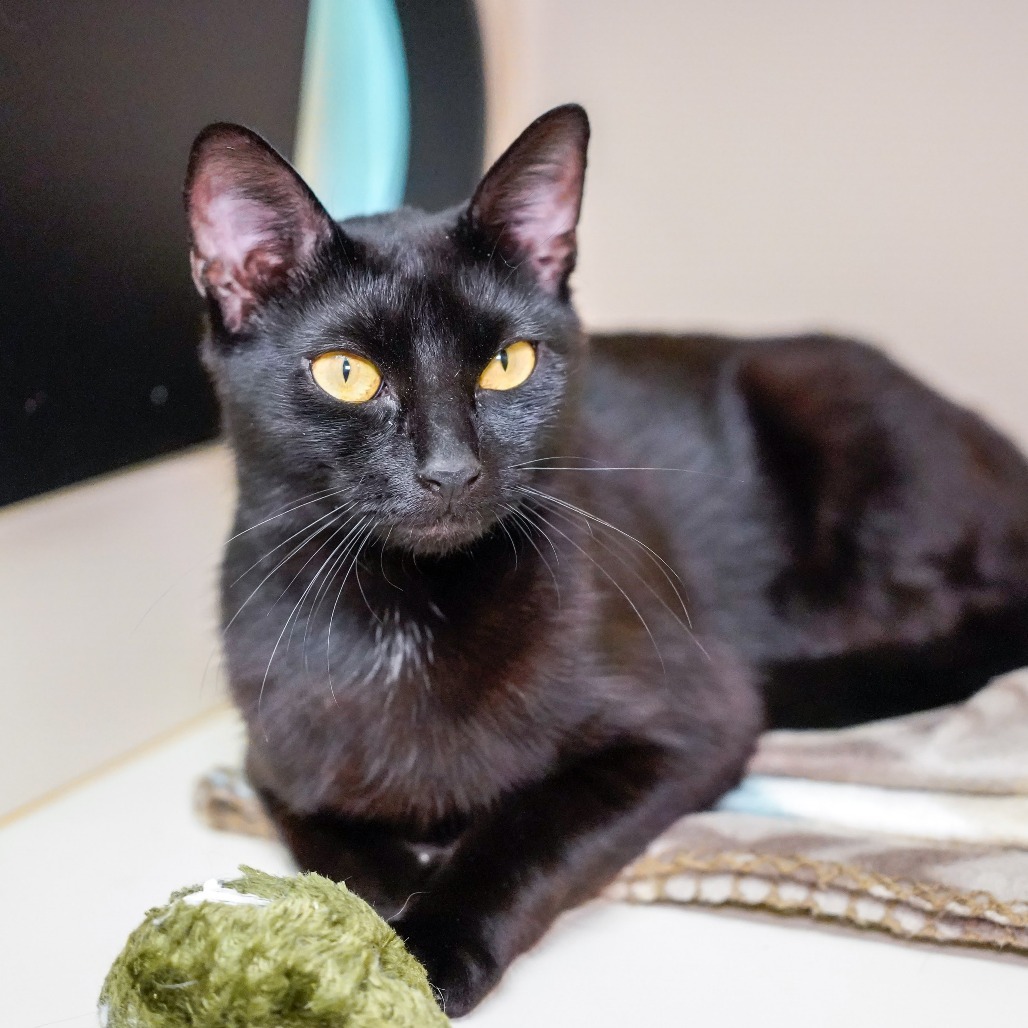 Ink, an adoptable Domestic Short Hair in Thomaston, ME, 04861 | Photo Image 3
