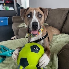 Leia