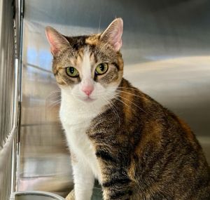Jazzy, Adult Female Domestic Short Hair