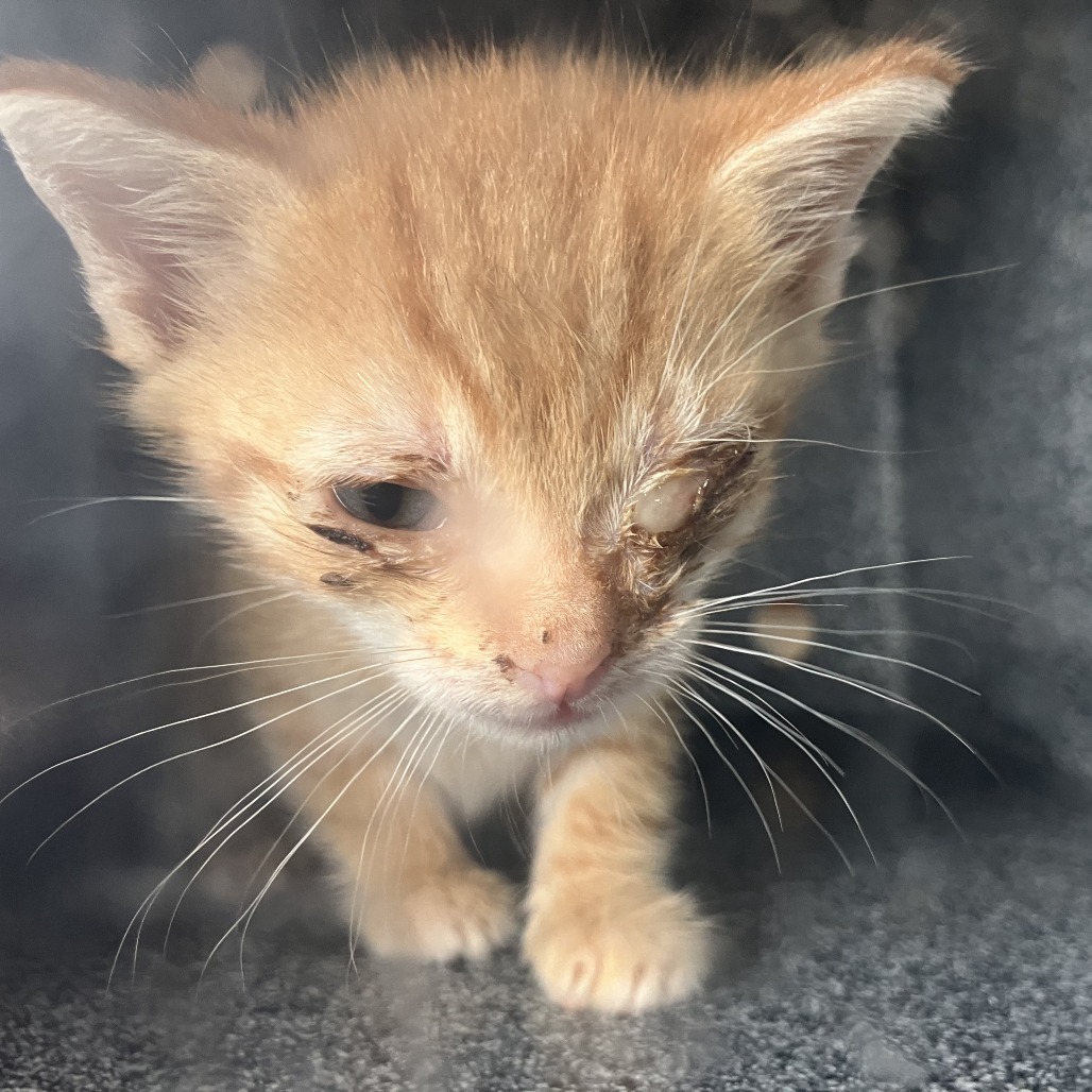 Orange Julius (COH-A-63741), an adoptable Domestic Short Hair in Volcano, HI, 96785 | Photo Image 1