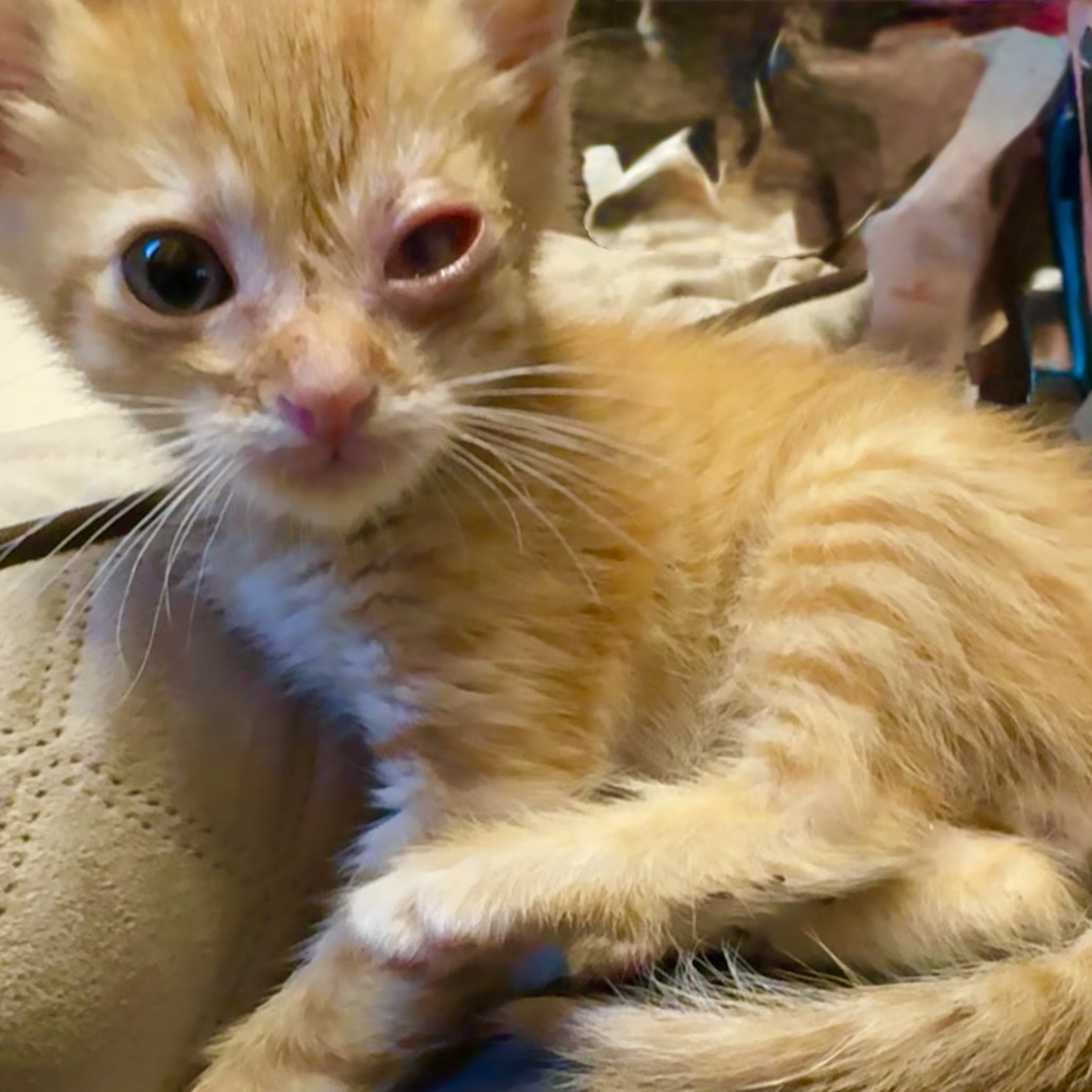 Orange Julius (COH-A-63741), an adoptable Domestic Short Hair in Volcano, HI, 96785 | Photo Image 2