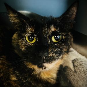 Pixie, Adult Female Domestic Short Hair