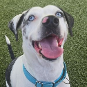 Jolene, Adult Female unknown