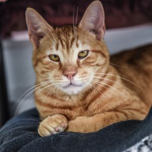 Timothy, Adult Male unknown