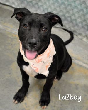 LaZboy, Young Female Labrador Retriever