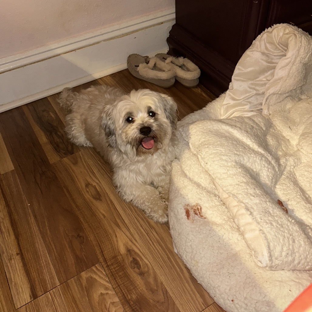 Buddy
