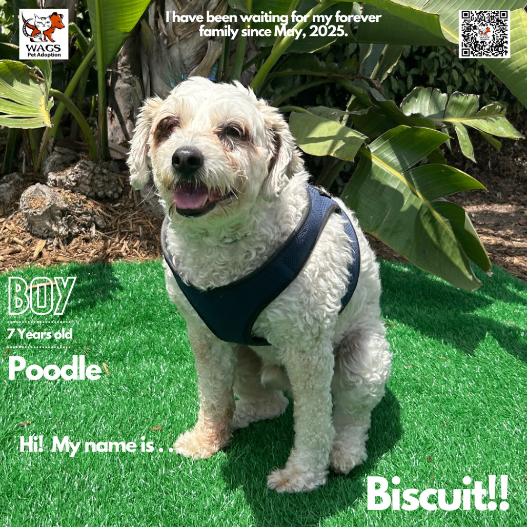Biscuit