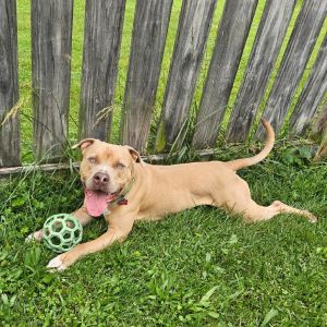 Pablo, Adult Male Pit Bull Terrier