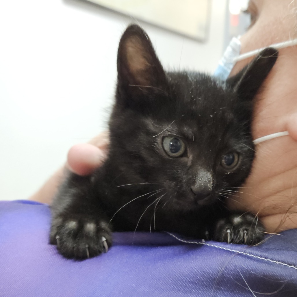 Moon, an adoptable Domestic Short Hair in Fort Bragg, CA, 95437 | Photo Image 1