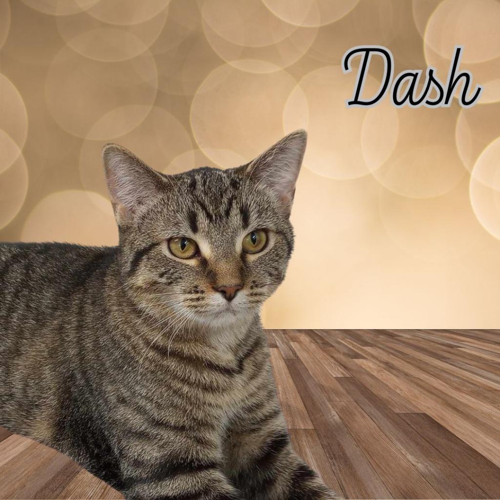 Dash