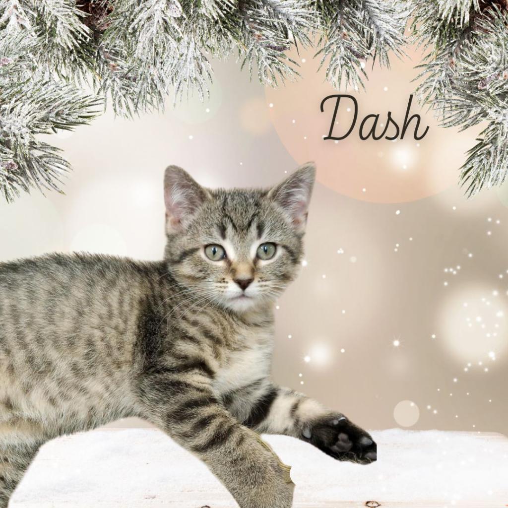 Dash