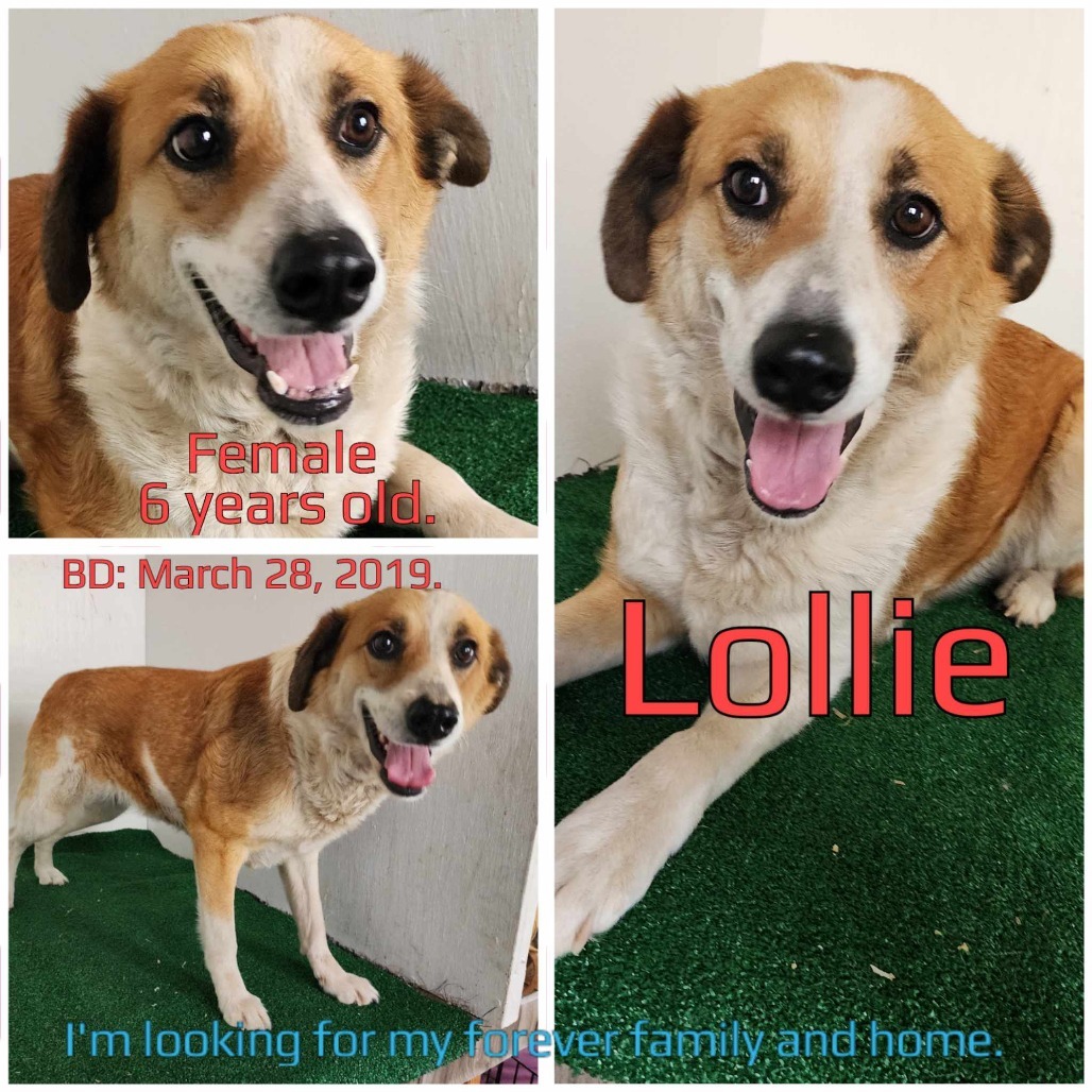 Lollie
