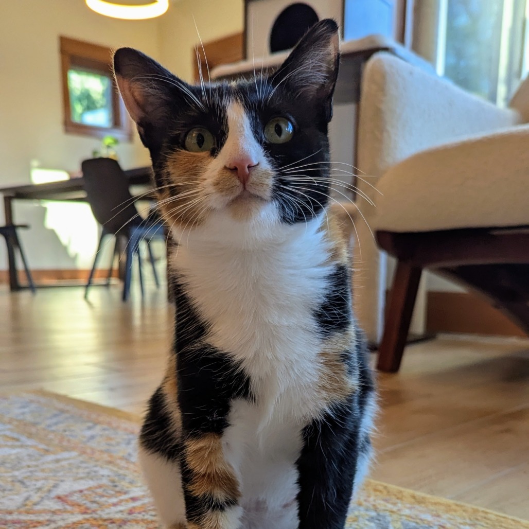 Winona--In Foster, an adoptable Domestic Short Hair in Fargo, ND, 58102 | Photo Image 1