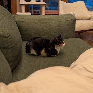 Winona--In Foster, an adoptable Domestic Short Hair in Fargo, ND, 58102 | Photo Image 4