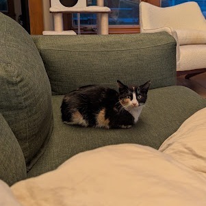 Winona--In Foster, an adoptable Domestic Short Hair in Fargo, ND, 58102 | Photo Image 5