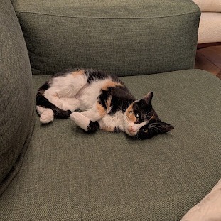 Winona--In Foster, an adoptable Domestic Short Hair in Fargo, ND, 58102 | Photo Image 6
