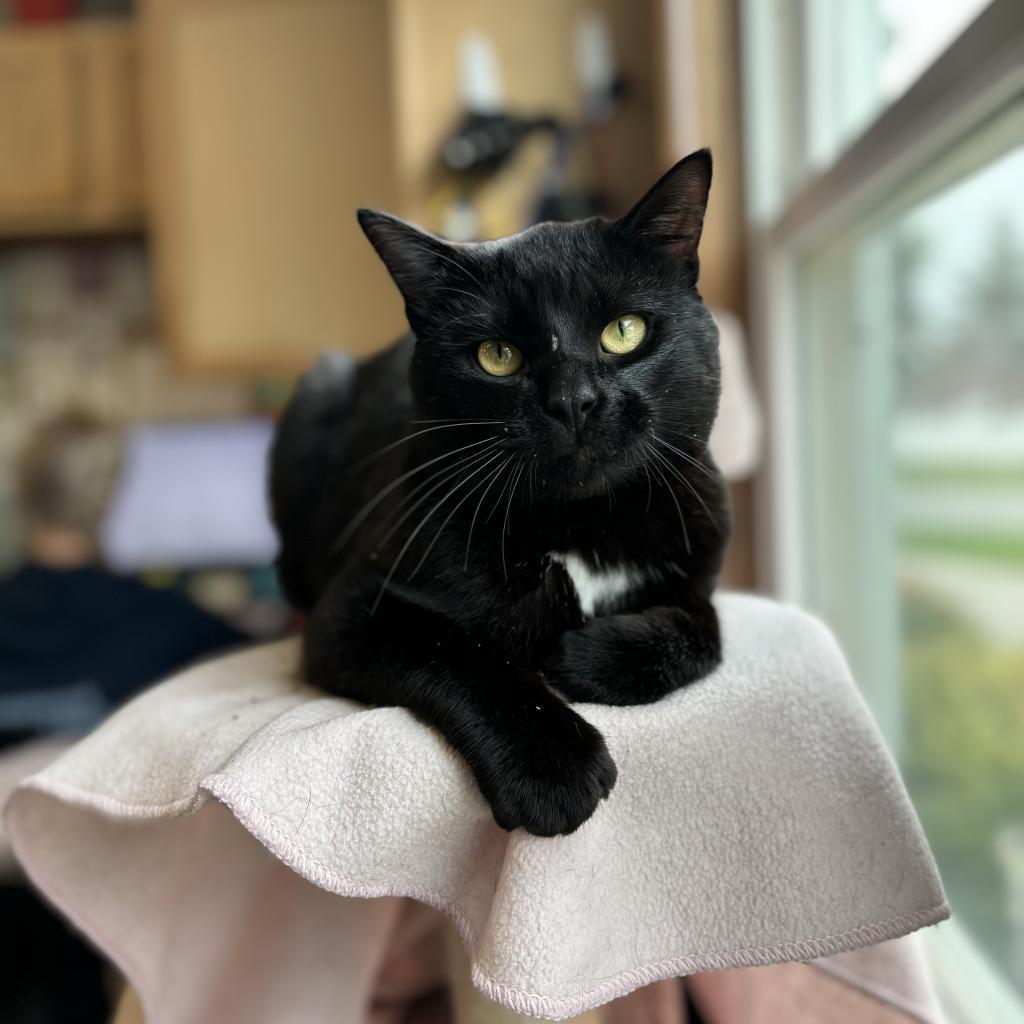 Colby