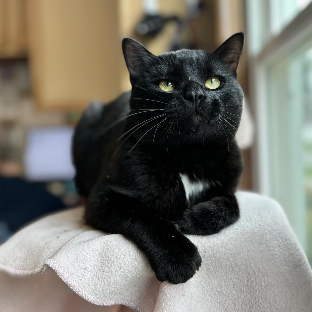 Colby
