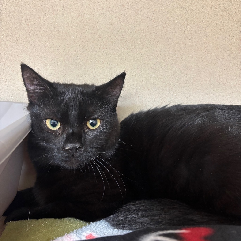 Texas, an adoptable Domestic Short Hair in Great Falls, MT, 59404 | Photo Image 1
