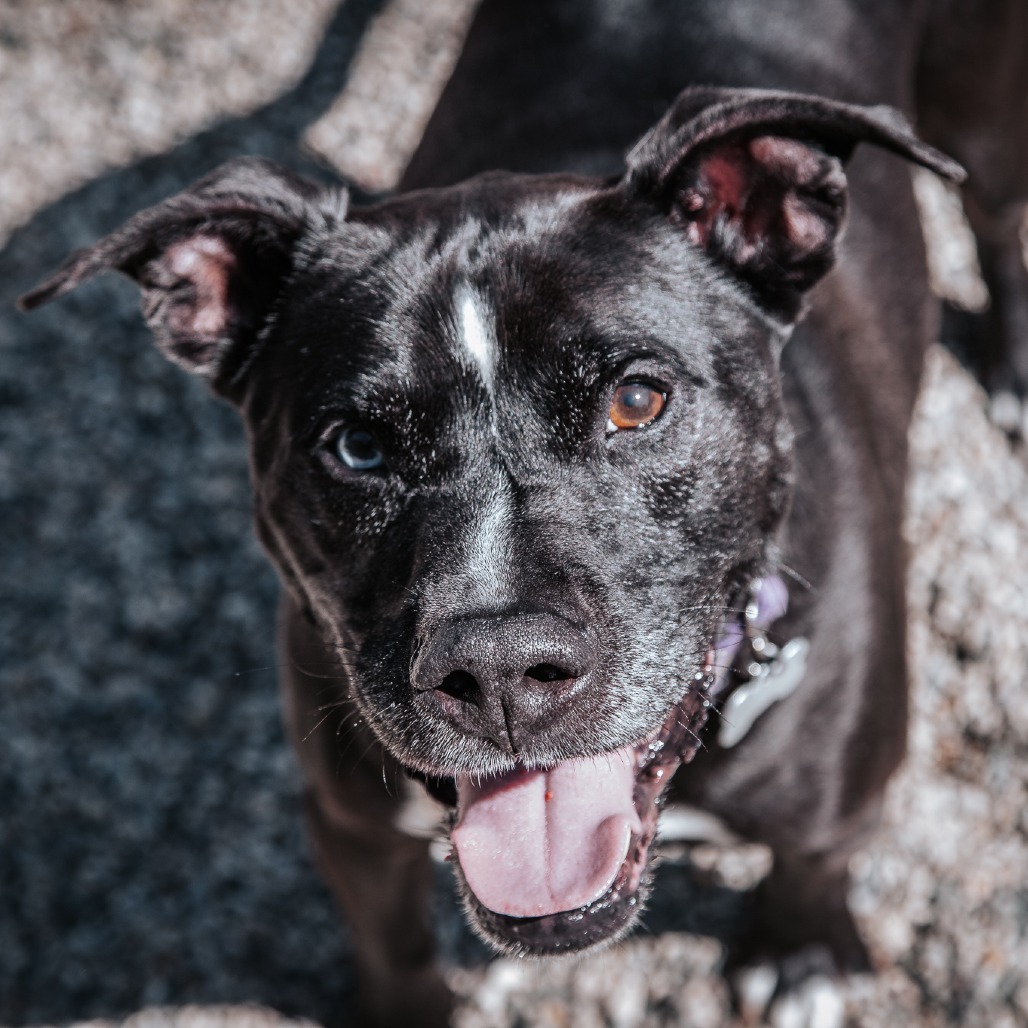 Otis