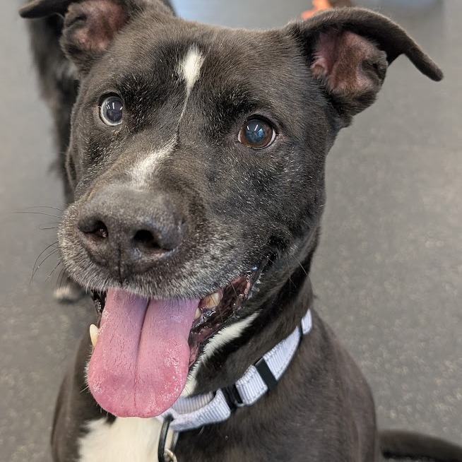 Otis