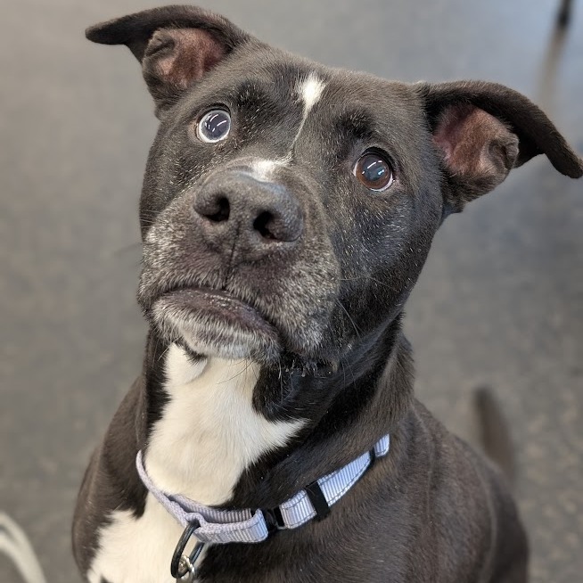 Otis