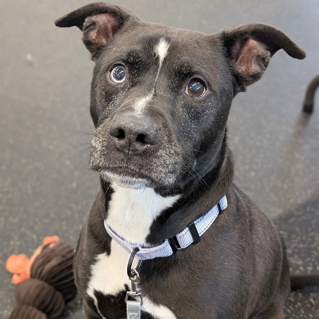 Otis