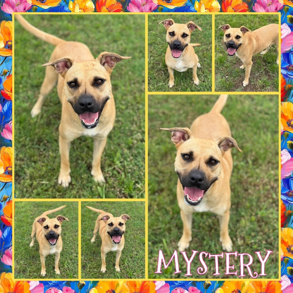 Mystery (Pogo)