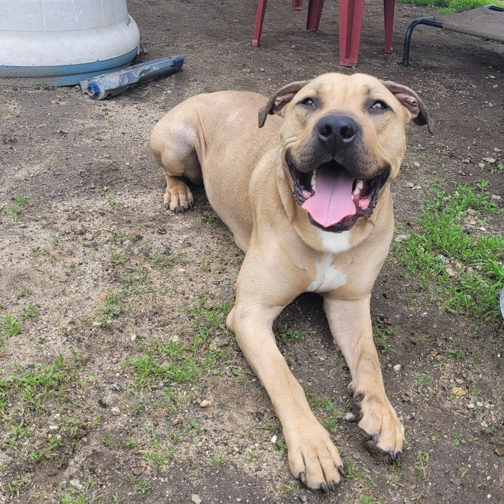 Scooby