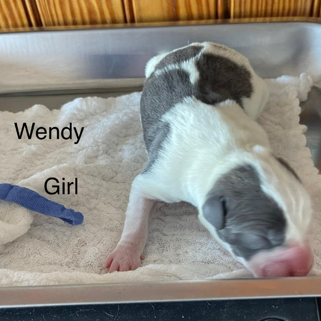 Wendy 21259