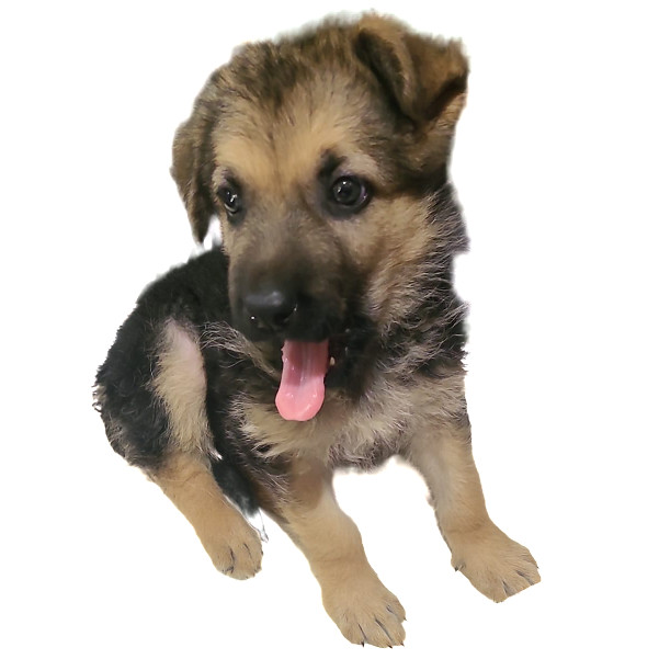 Xena 21342