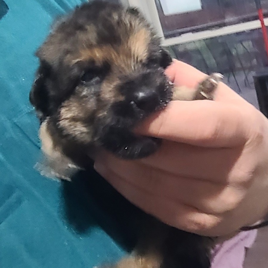 Xena 21342