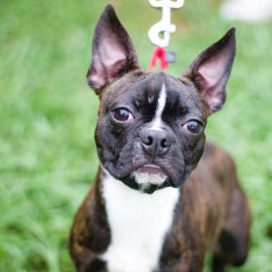 Mario 21391, Young Male Boston Terrier