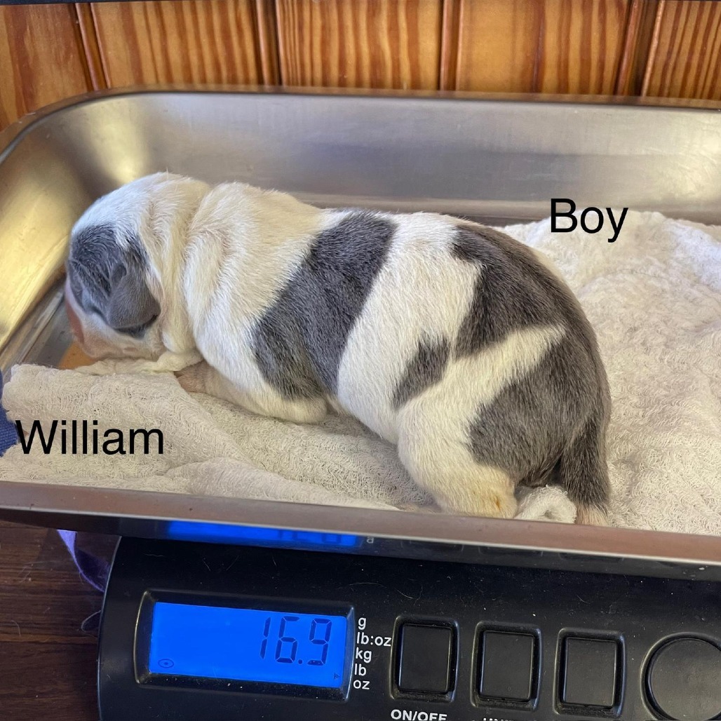William 21255