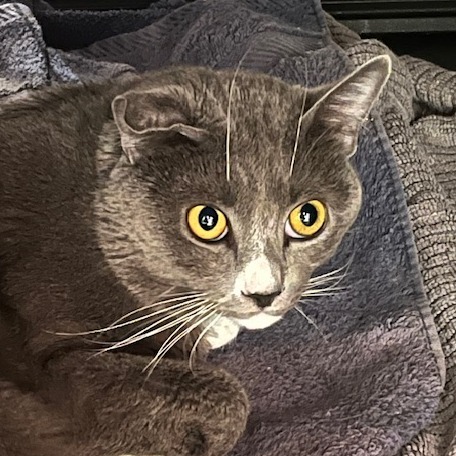 Winston