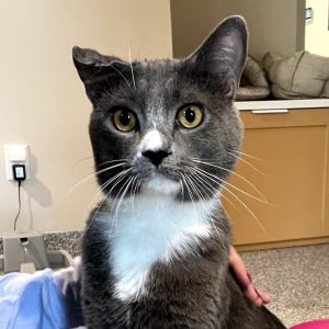 Winston, Adult Male Domestic Short Hair