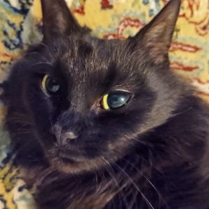 Bing, Adult Female Domestic Short Hair