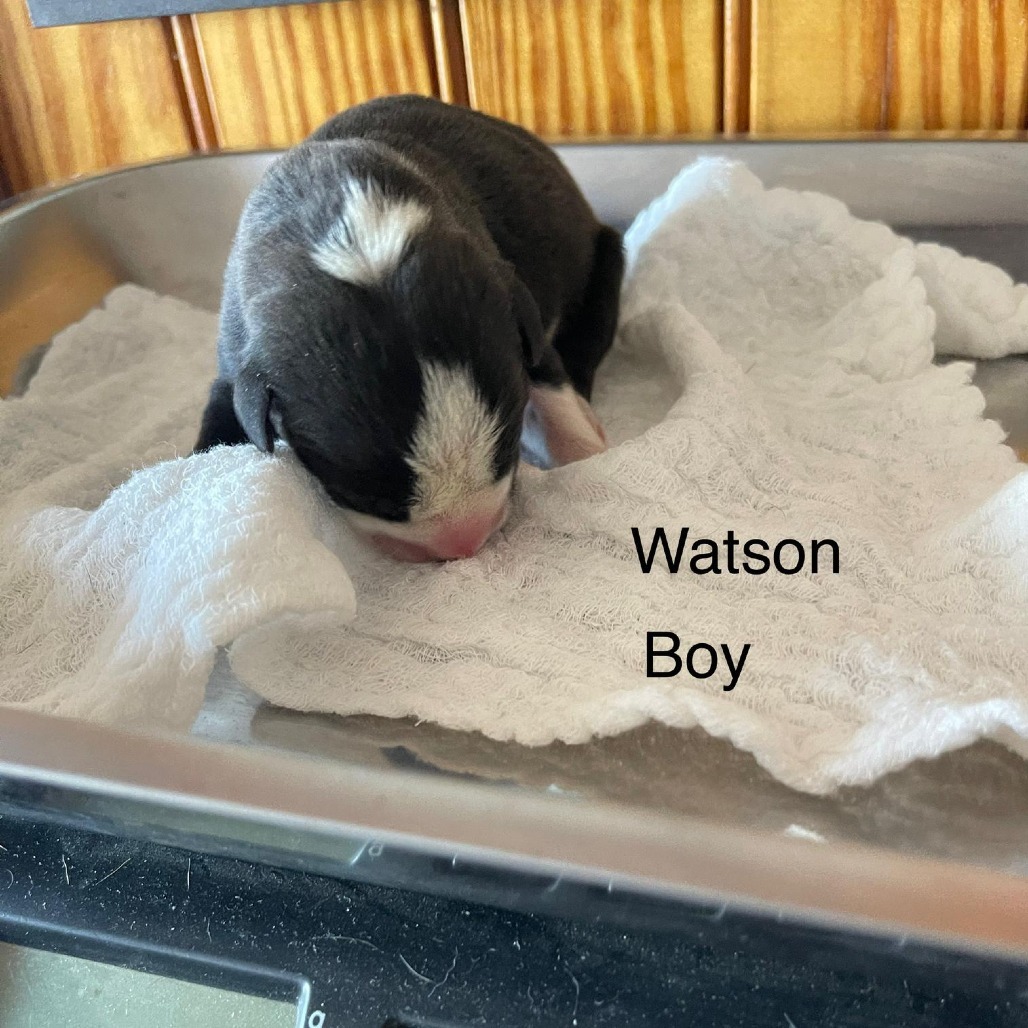 Watson 21256